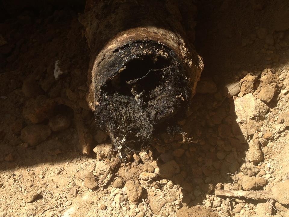 Tree Root Infiltration in Pipe